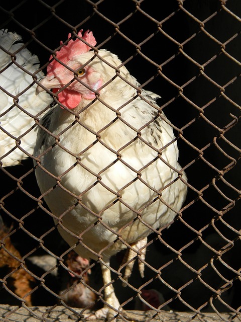 推荐小球 推荐小球